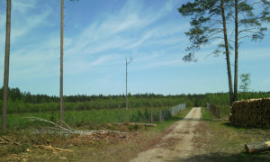 Pozostawione pojedyncze, suche drzewa na zrębie przed skrzyżowaniem z Omulewką